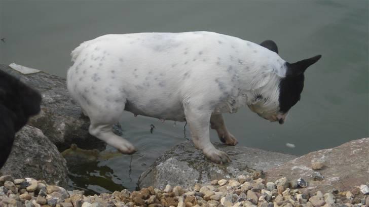 Fransk bulldog Luna billede 8