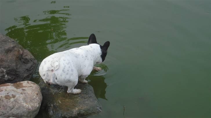 Fransk bulldog Luna billede 10