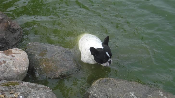 Fransk bulldog Luna billede 11