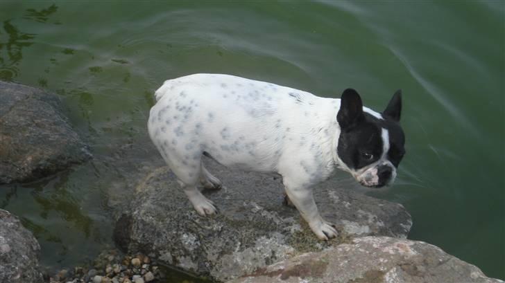 Fransk bulldog Luna billede 12