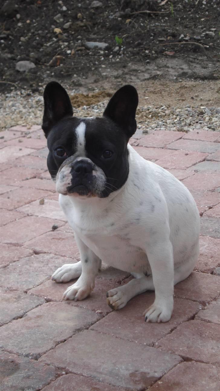 Fransk bulldog Luna billede 13