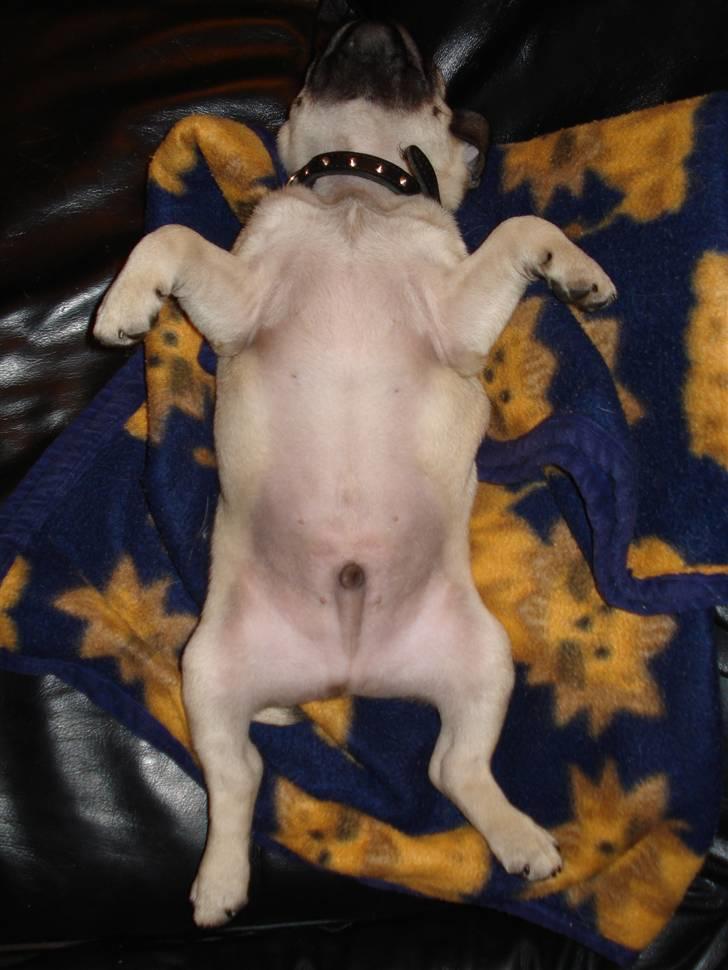 Mops Joey - Her leger jeg grillkylling... billede 17