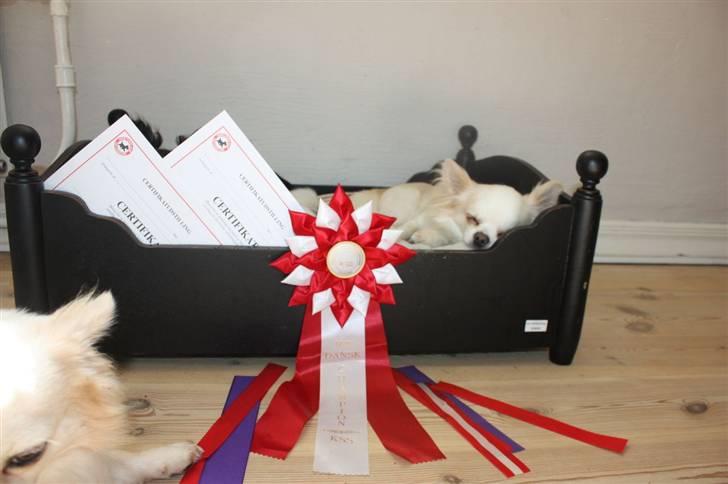 Chihuahua Mario DKCH - Hård weekend for den nye champ, nu soves der igennem zzzzzzzzzz billede 12