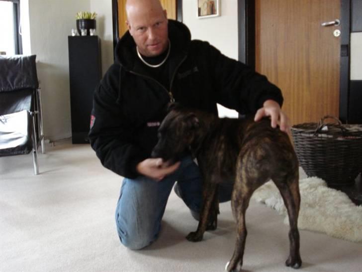 Amerikansk staffordshire terrier Tira billede 16