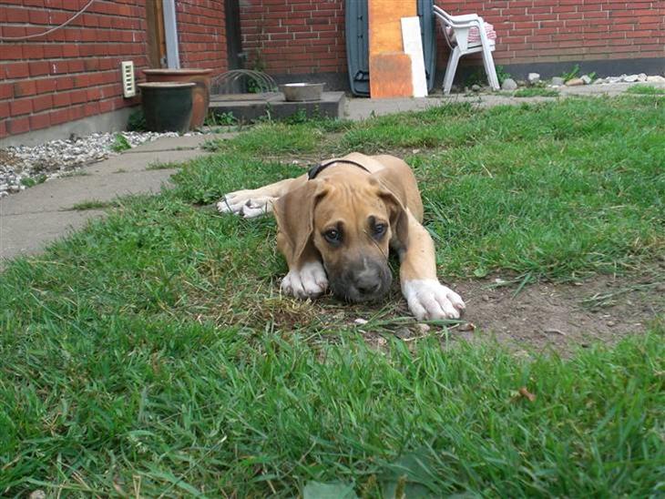 {{currentPhoto.altText}} billede {{currentPhoto.number}}