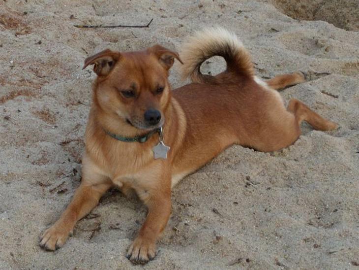 {{currentPhoto.altText}} billede {{currentPhoto.number}}