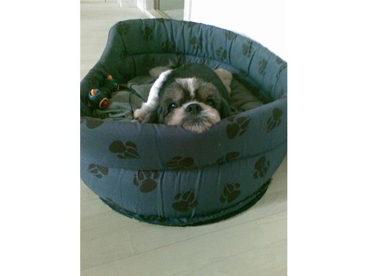 Blanding af racer Buller R.I.P himmelhund - Buller 15 år billede 1