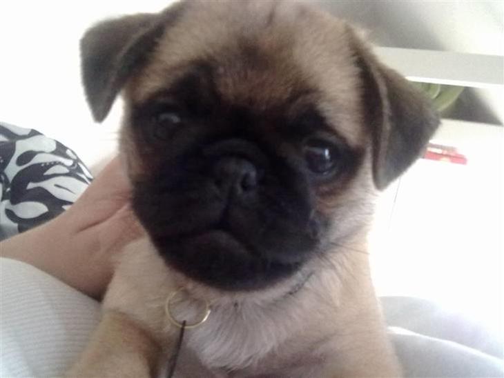 {{currentPhoto.altText}} billede {{currentPhoto.number}}