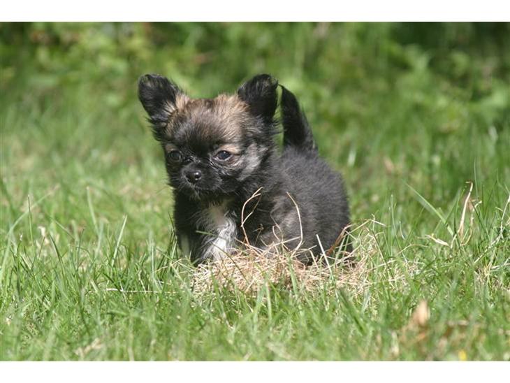 Chihuahua Zackie billede 1