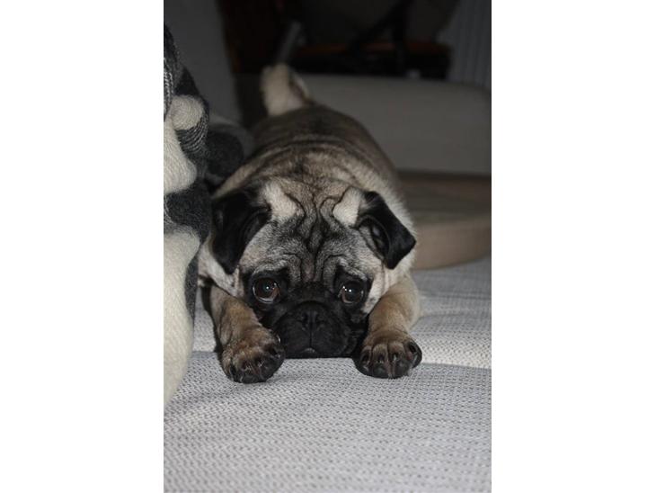 {{currentPhoto.altText}} billede {{currentPhoto.number}}