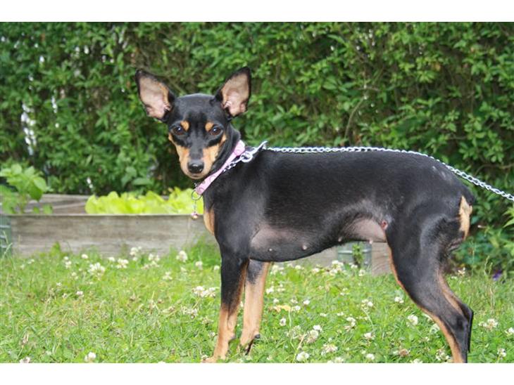 {{currentPhoto.altText}} billede {{currentPhoto.number}}