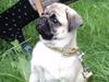 Mops Møffe <3