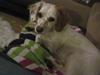 Blanding af racer Vita - græsk gadehund