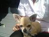 Chihuahua Pusle