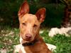 Podenco ibicenco Lucas