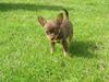 Chihuahua Malou