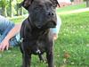 Staffordshire bull terrier Omega 