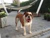 Olde english bulldogge Lillevangs Homer