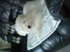 Coton de tulear selma