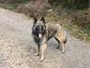 Belgisk hyrdehund dina