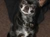 Chihuahua Cæsar
