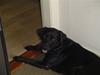 Labrador retriever Bjørn
