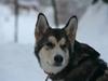 Alaskan malamute Theis