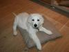 Golden retriever Mille