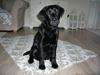 Labrador retriever gaya