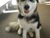 Alaskan malamute Dia [Himmelhund] [Tidl. hund]