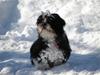 Shih tzu Cherry