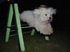 Coton de tulear Anton [ Himmelhund]