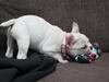 Fransk bulldog Cleopatra