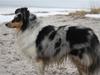 Shetland sheepdog Becca
