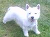 West highland white terrier Molly