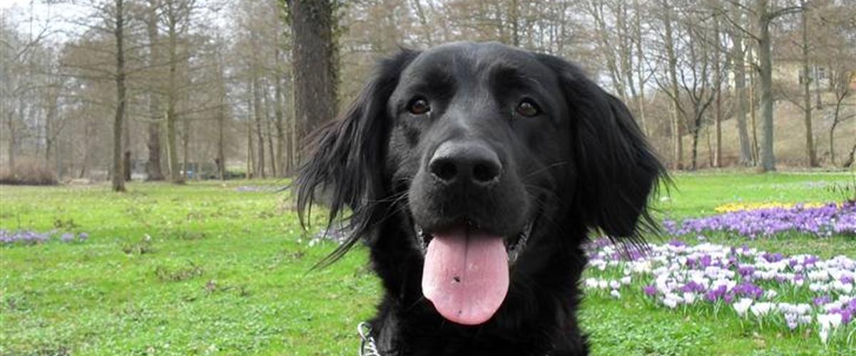 Flat coated retriever Blackie 2005 Han er en meget happy hund