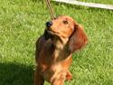 Gravhund Basotto´s Stoffer De Vi