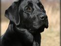 Labrador retriever Monty