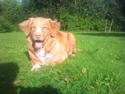 Nova scotia duck tolling retriever Hektor (solgt)