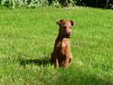 Irsk terrier Neville