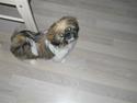 Shih tzu Beauty