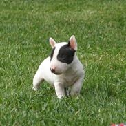 Bullterrier miniature Panda