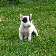 Bullterrier miniature Panda