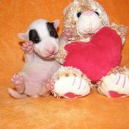 Bullterrier miniature Panda
