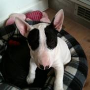 Bullterrier miniature Panda
