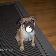 Blanding af racer (mops/griffon) Hugo