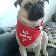 Blanding af racer Frank