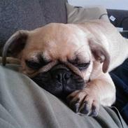 Blanding af racer Frank