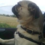 Blanding af racer Frank