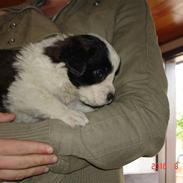 Sankt bernhardshund Vicky